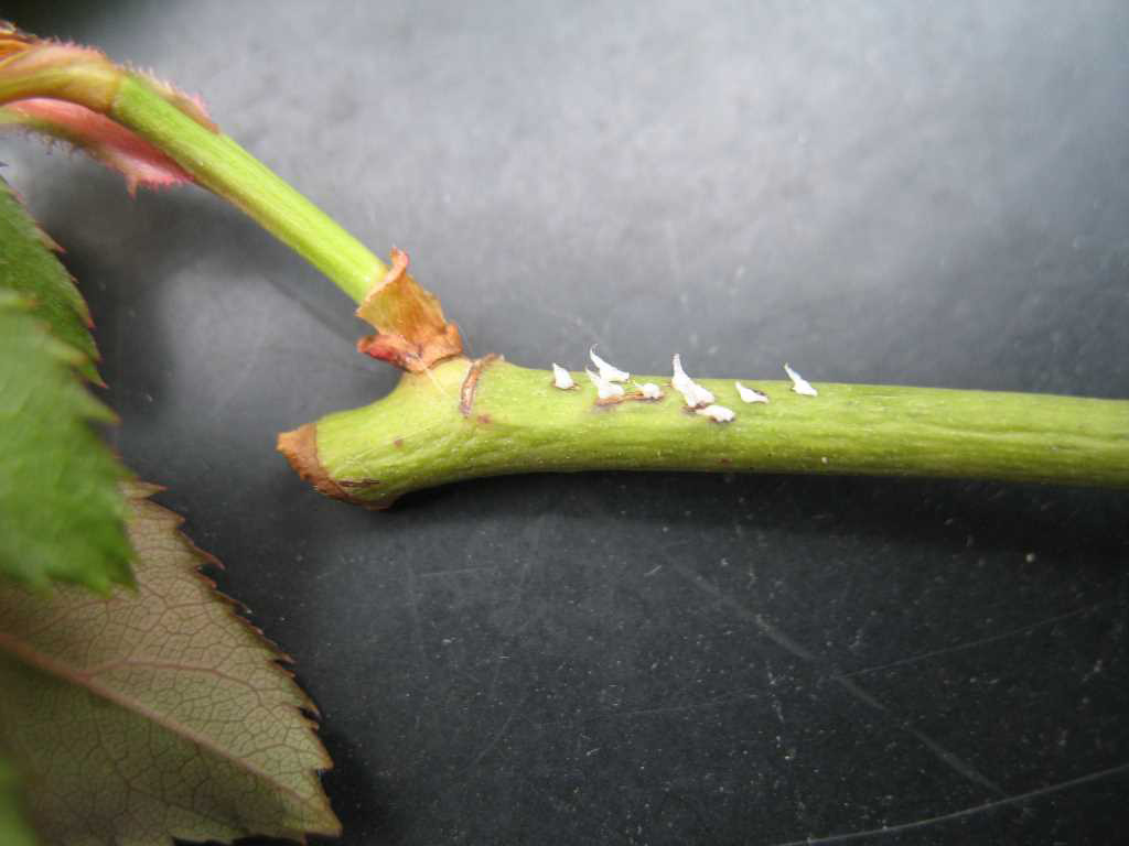 Leafhoppers and planthoppers